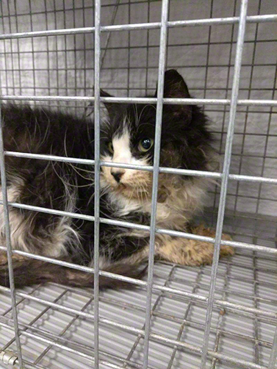waterbury 1 in cage at vet.jpg Waterbury 1 in cage at vet